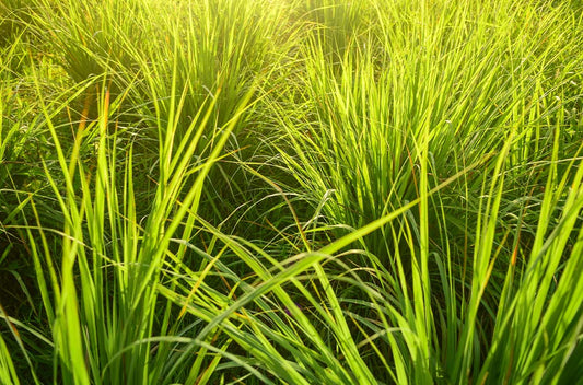 citronella sourcing 1050x693 eu