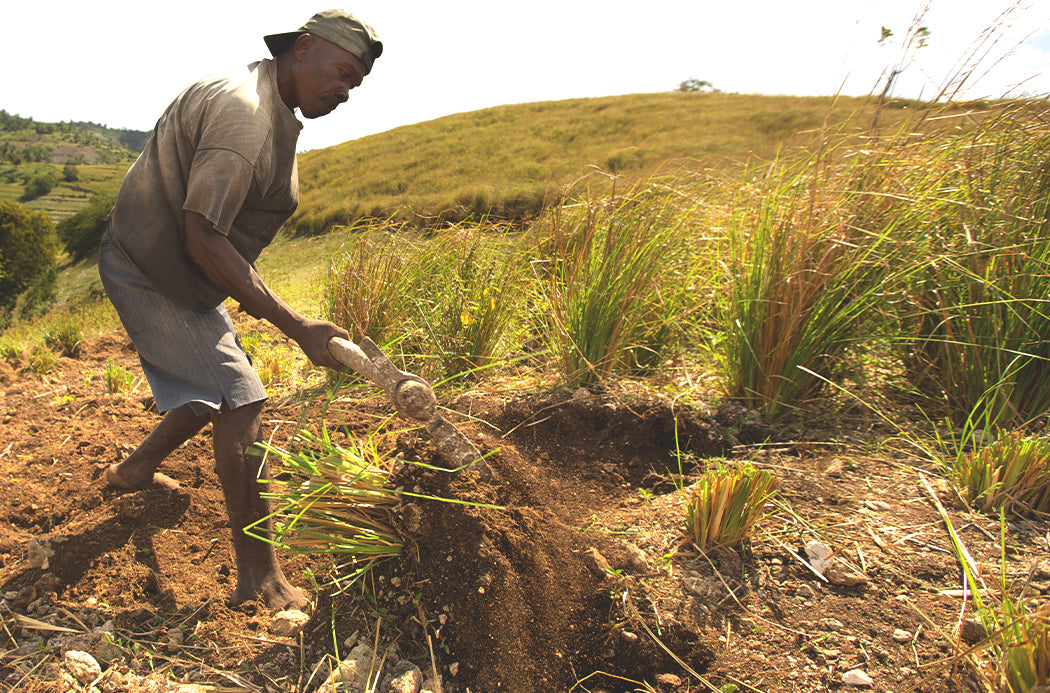 Citromfű termelése - lemongrass