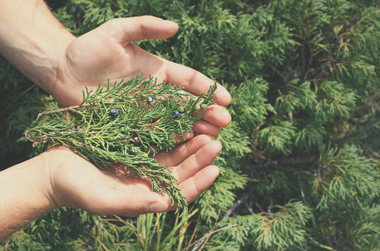 Doterra borókabogyó juniper berry 5ml illóolaj