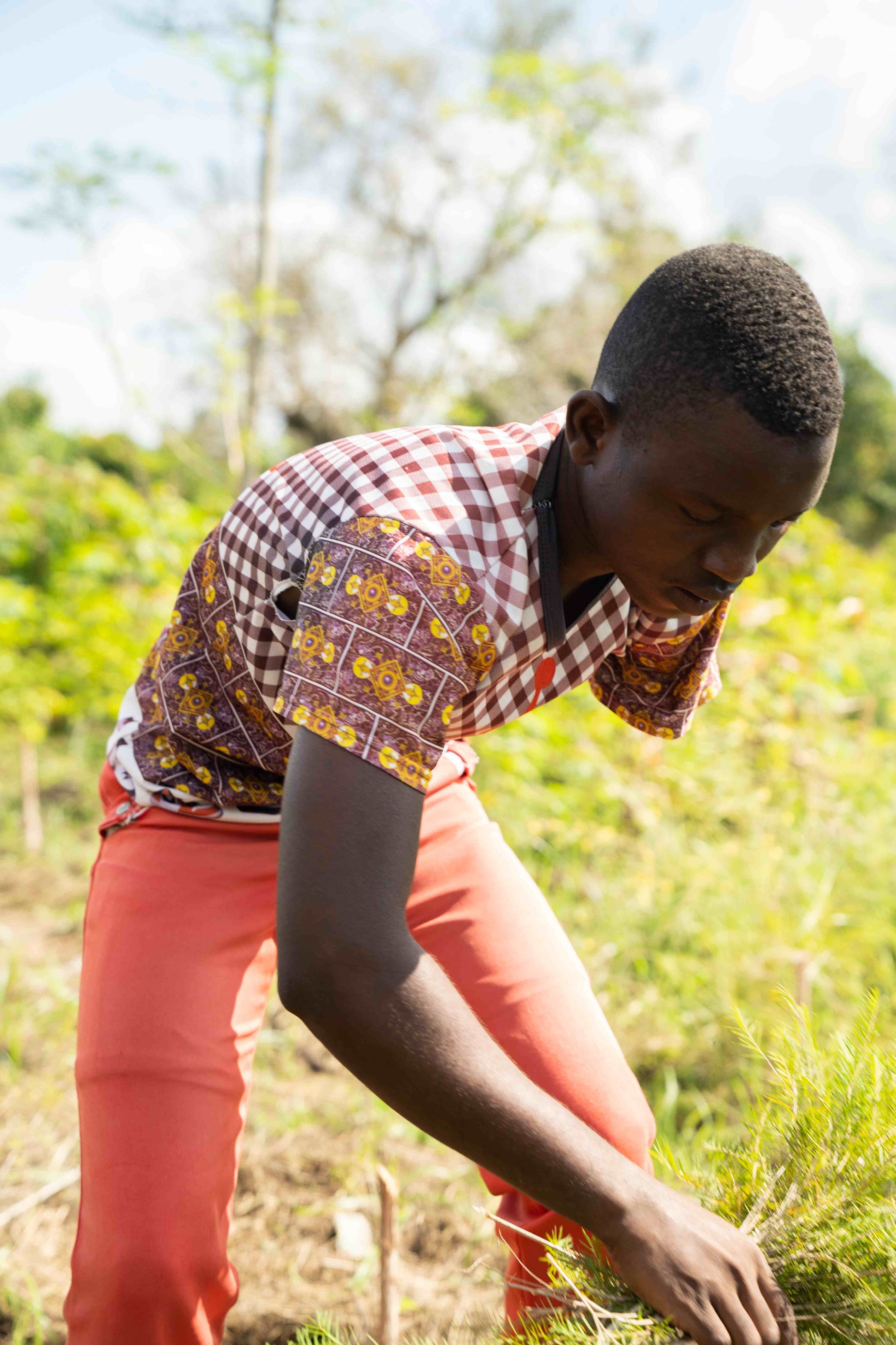 3X Impact Tea Tree, Kenya 10