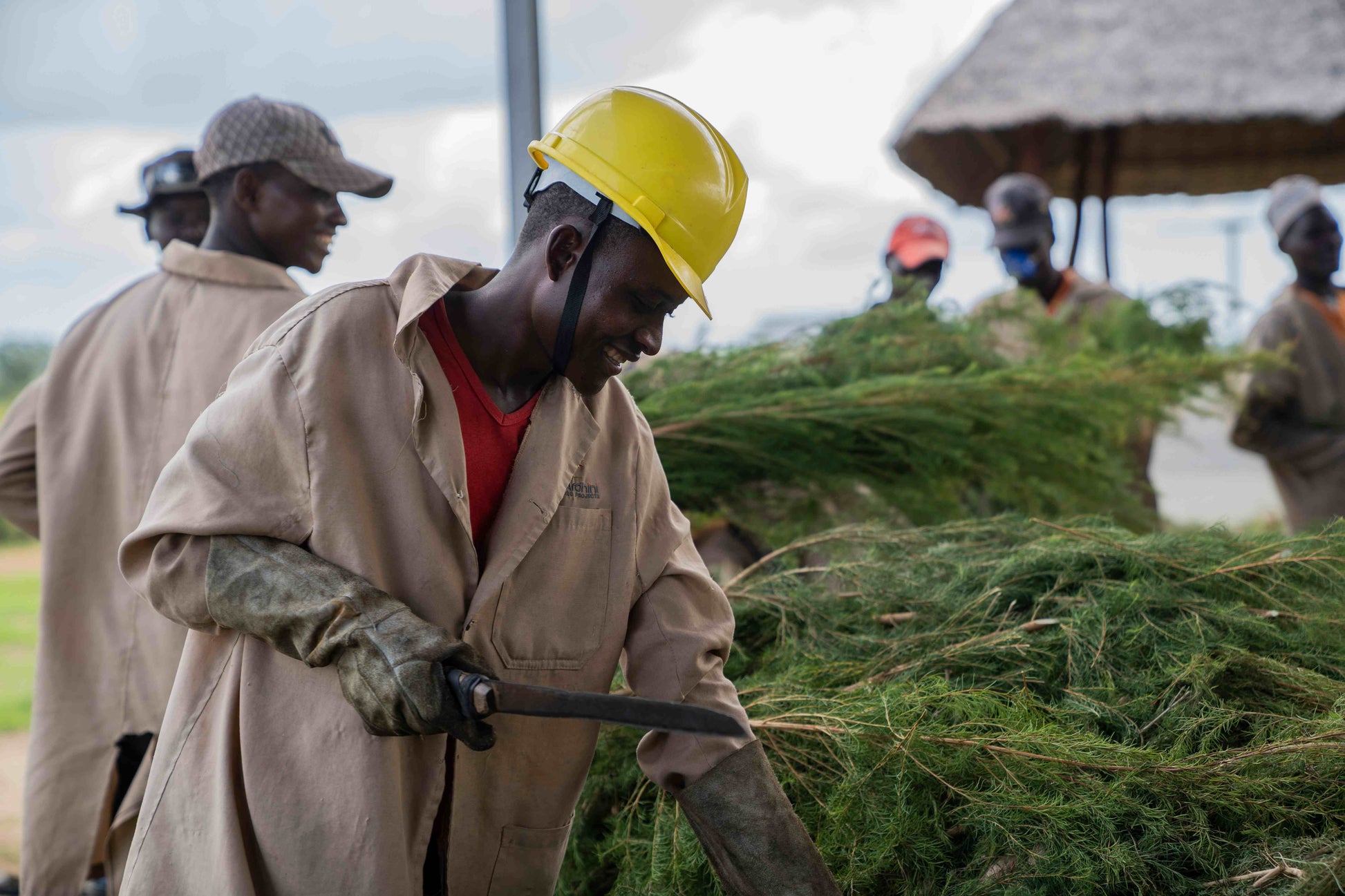 3X Impact Tea Tree, Kenya 1