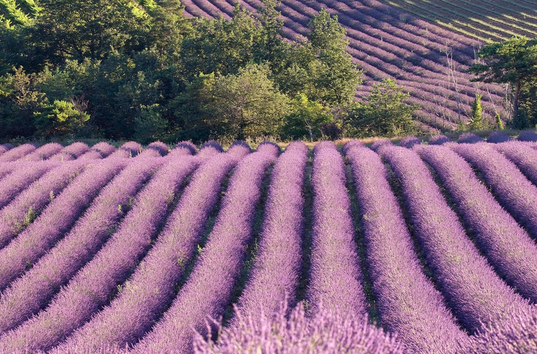 levendula mező - lavender field