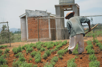 Kakukkfű termesztése - thyme