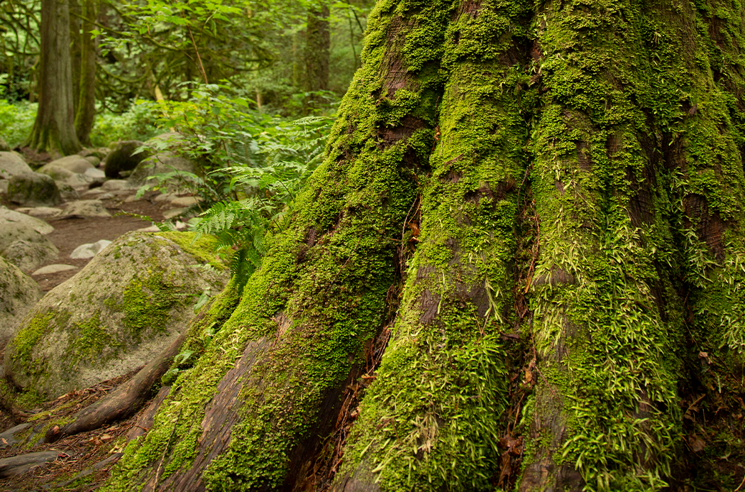 vörös cédrus - cedarwood