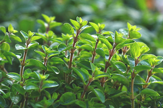 majoranna - marjoram